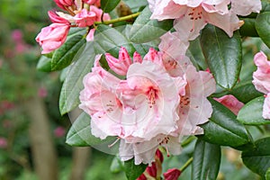 Hybrid Rhododendron Virginia Richards, orange-pink lowers and pink buds photo